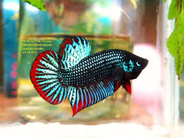 There are many types of betta fish, and over the years the list seems to be constantly growing. Pibk Wild Type Betta Zone Posts Facebook
