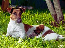 Image result for foxteriér hladkosrstý