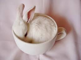 More memes, funny videos and pics on 9gag. 105 Of The Cutest Bunnies Ever Bored Panda
