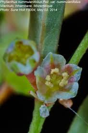 Image result for Phyllanthus nummulariifolius