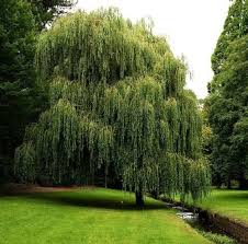 Check spelling or type a new query. Hybrid Willow Tree Fast Growing Shade Trees Shade Trees Willow Trees Garden