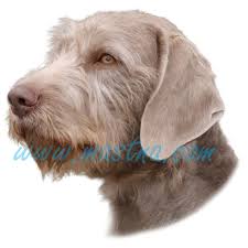 Image result for slovenský ohař hrubosrstý