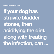 If Your Dog Has Struvite Bladder Stones Then Acidifying The Diet Along With Treating The Infection Can Help Dissolve Dog Food Recipes Dog Diet Stones Recipe