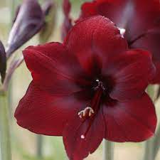 Amaryllis Carmen Easy To Grow Bulbs Amaryllis Amaryllis Bulbs