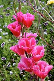 Clarkia Rubicunda Shamini Buy Online At Annie S Annuals Perennial Plants Garden Design Sky Garden
