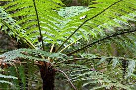 Image result for Cyatheaceae