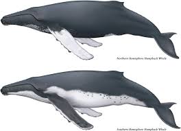 The humpback whale has distinctive knobbly protuberances on the head and long flippers making this one of the most easily recognised of the large baleen whales. Humpback Whale Megaptera Novaeangliae Sciencedirect