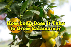 Check spelling or type a new query. How Long Does It Take To Grow Calamansi Rockets Garden