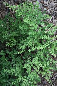 Image result for Adiantum vogelii