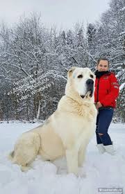 She is the youngest in the pack. Welpen Der Zentralasien Shepherd Dog Alabai Sobaki Drugaya Strana Obyavleniya V Germanii Na Russkom Russianinfo De