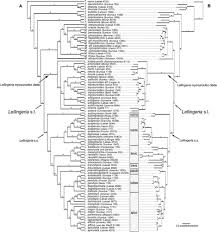 Image result for Lellingeria oosora