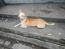 A fan suggest azkal, he got the. Askal Wikipedia