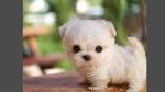 10 Dog Breeds That Have The CUTEST Puppies Ever