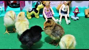 Baby Chicks Feeding Play With Baby Chicks Chicks Eating Eggs One Day Old Chicks Baby Chicks Baby Play