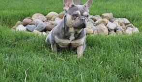 Maybe you would like to learn more about one of these? Shady Grove French Bulldogs French Bulldog Breeder