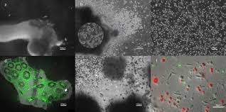 Maybe you would like to learn more about one of these? Novel Methods To Establish Whole Body Primary Cell Cultures For The Cnidarians Nematostella Vectensis And Pocillopora Damicornis Scientific Reports