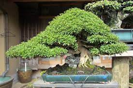 Ficus bonsai tree on rock. Top 8 Stunning Rock Bonsai Trees Bonsai Empire