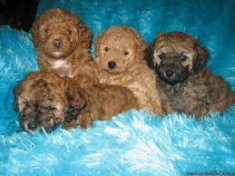 Cute healthy bulldog puppies for new homes. Akc Toy Poodle Puppies Price 275 00 For Sale In Hallettsville Texas Best Pets Online