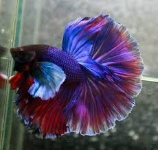 Tudo sobre o peixe betta splendens e a sua reprodução em aquário. Betta Male Fancy Hmpk Halfmoon Plakat Live Fish For Sale Online Ebay Fish For Sale Betta Fish