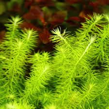 Image result for Mayaca