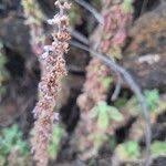Image result for Coleus cylindraceus