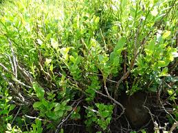 Image result for Vaccinium madagascariense