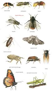 Today there are about 1 million known species, or types, of insect. Insects Online Dictionary For Kids