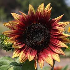 Sunflowers represent longevity, adoration, and pure love. Sunflower Medium Red Helianthus Annuus De Bolster Organic Seeds