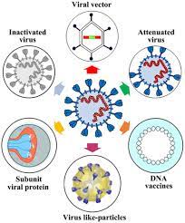 The vaccines met fda's rigorous scientific standards for safety. Towards Effective Covid 19 Vaccines Updates Perspectives And Challenges Review