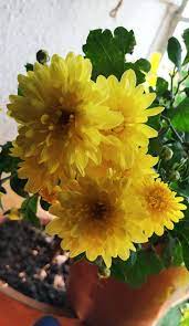 Indoor Plants Happy Home Gardening Nature Homegardening Peace Quotes Naturequotes Thoughtofmind Home And Garden Closer To Nature Plants
