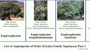 Image result for Englerophytum natalense