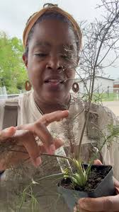 Why have flower, tree, seed, and bulb prices increased since 2020?