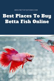 The Best Places To Find Betta Fish For Sale Online Betta Fish Betta Fish