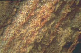 Image result for Calepitrimerus vitis