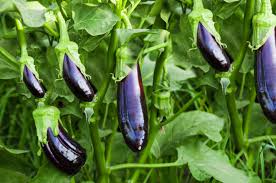 Standard garden and kitchen garden do essentially the same thing: The 8 Best Plants For Edible Landscaping