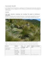 Image result for Swertia kilimandscharica