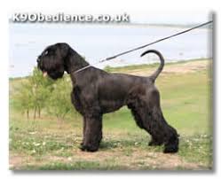 Giant Schnauzer Dog Breed Profile Size Weight