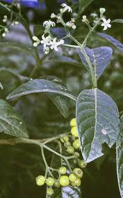 Image result for Psychotria hypsophila