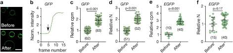 First, igg was successfully isolated from their serum and rabbit antibody against bactrian camels igg was prepared. Influence Of Nanobody Binding On Fluorescence Emission Mobility And Organization Of Gfp Tagged Proteins Biorxiv