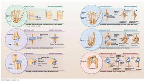 Joints Joints In Human Body Human Body Unit Synovial Joint