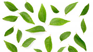 If you are someone who loves cooking, then you must. What Do Curry Leaves Taste Like