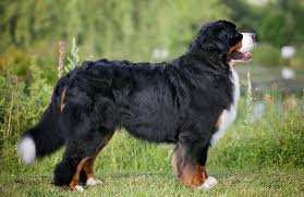 For several hundred years the. Canadian Kennel Club Club Canin Canadien