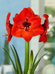 Image result for Hippeastrum