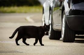 Cat hit-and-runs must stop, warns road safety charity