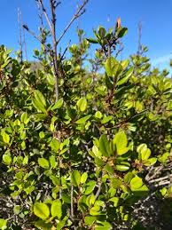 Image result for Rhamnus staddo