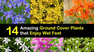5 to 9 (depends on species) sun exposure: 14 Amazing Ground Cover Plants That Enjoy Wet Feet