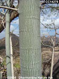 Image result for Hildegardia