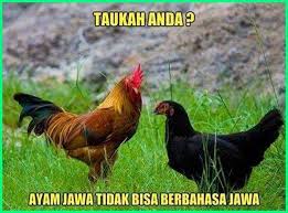 12 Meme Ayam Paling Gokil Dan Kocak Yang Bikin Ngakak Dunia Fauna Hewan Binatang Tumbuhan Hewan Hewan Peliharaan Gambar Kucing Lucu