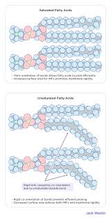 Image result for Fatty Acid