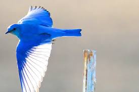 Blue Birds Of Central Oregon Pin On Feathered Friends